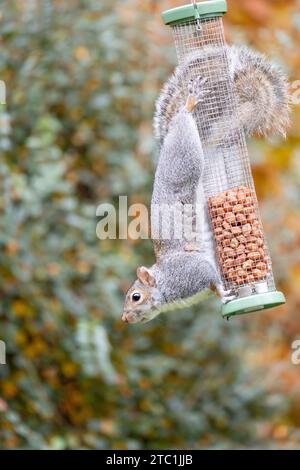 Écureuil gris (Sciurus carolinensis) sur une mangeoire à cacahuètes de jardin. Automne, Royaume-Uni Banque D'Images