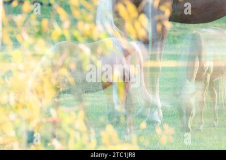 Chevaux, double exposition et photographie ICM pour tirages d'art. Décor équestre dans un champ, icm floue et imagerie fantôme. Banque D'Images