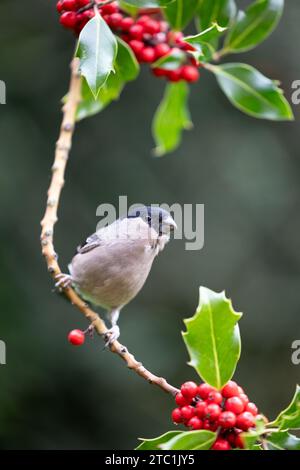 Bullfinch femelle adulte (Pyrrhula pyrrhula) perché dans la branche d'un houx - Yorkshire, Royaume-Uni en automne Banque D'Images