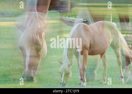 Chevaux, double exposition et photographie ICM pour tirages d'art. Décor équestre dans un champ, icm floue et imagerie fantôme. Banque D'Images