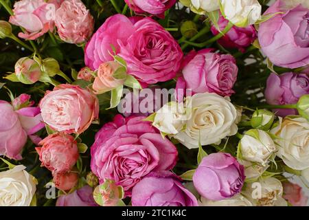 Fond rose violet blanc roses. Vue de dessus d'un grand beau bouquet dans différentes poses. Le concept de la Saint-Valentin jour, mariage, anniversaire. Naturel Banque D'Images