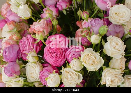 Fond rose violet blanc roses. Vue de dessus d'un grand beau bouquet dans différentes poses. Le concept de la Saint-Valentin jour, mariage, anniversaire. Naturel Banque D'Images