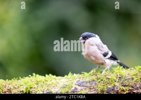 Magnifique bullfinch eurasien (pyrrhula pyrrhula) femelle posant sur le bois. Yorkshire, Royaume-Uni en septembre. Banque D'Images