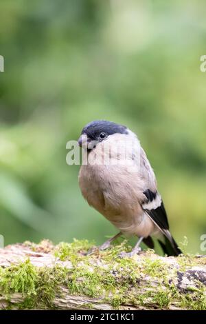 Magnifique bullfinch eurasien (pyrrhula pyrrhula) femelle posant sur le bois. Yorkshire, Royaume-Uni en septembre Banque D'Images