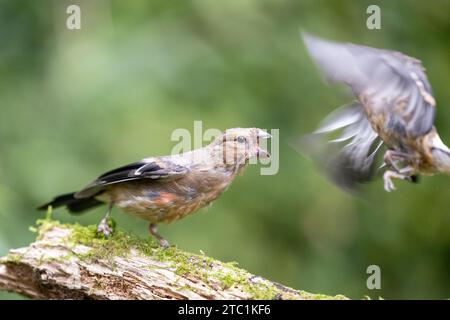 Un jeune mâle Bullfinch eurasien (Pyrrhula pyrrhula) chasse un autre jeune bullfinch - Yorkshire, Royaume-Uni en septembre Banque D'Images