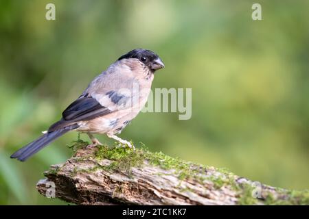 Magnifique bullfinch eurasien (pyrrhula pyrrhula) femelle posant sur le bois. Yorkshire, Royaume-Uni en septembre. Banque D'Images