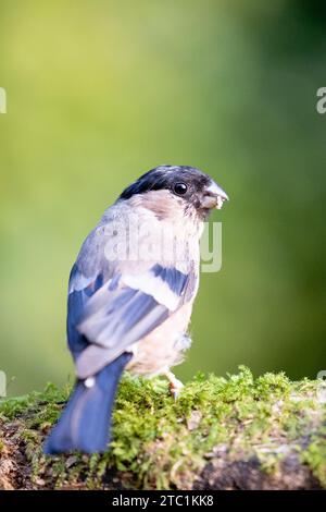 Magnifique bullfinch eurasien (pyrrhula pyrrhula) femelle posant sur le bois. Yorkshire, Royaume-Uni en septembre. Banque D'Images