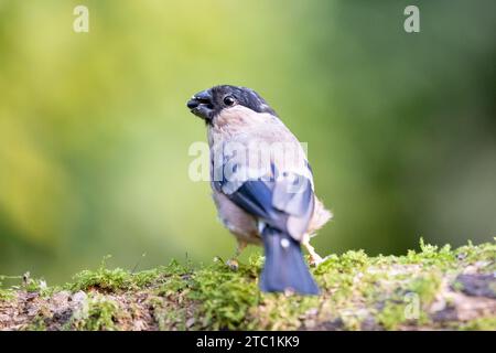 Magnifique bullfinch eurasien (pyrrhula pyrrhula) femelle posant sur le bois. Yorkshire, Royaume-Uni en septembre. Banque D'Images