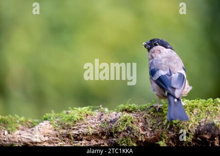 Magnifique bullfinch eurasien (pyrrhula pyrrhula) femelle posant sur le bois. Yorkshire, Royaume-Uni en septembre. Banque D'Images