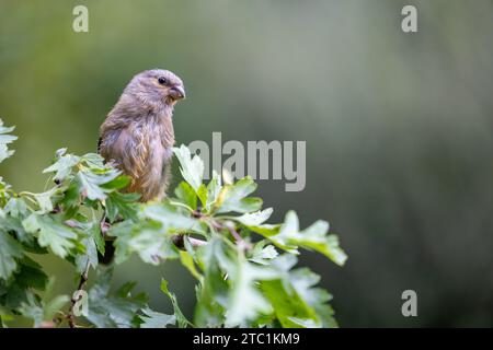 Femelle juvénile Bullfinch eurasien (Pyrrhula pyrrhula) branche d'aubépine perchée - Yorkshire, Royaume-Uni en septembre Banque D'Images