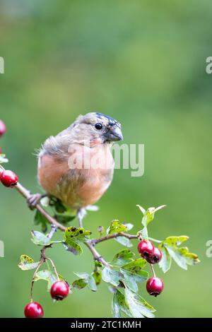 Jeune mâle Bullfinch eurasien (Pyrrhula pyrrhula) mue des plumes, perché sur une branche d'aubépine avec des feuilles vertes et des baies rouges vives - Royaume-Uni Banque D'Images
