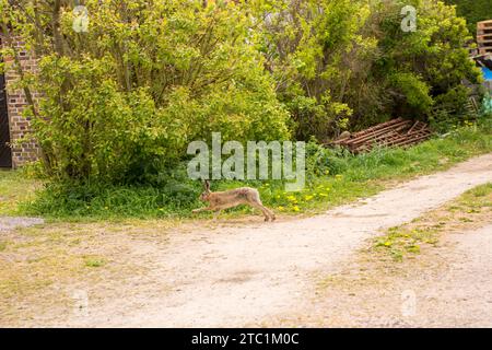 Lièvre d'Europe (Lepus europaeus) courant sur une route de campagne sur l'île de Ven en Suède Banque D'Images