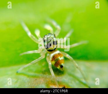 Gros plan de Phintella bandée (phintella vittata) sur feuille verte Banque D'Images