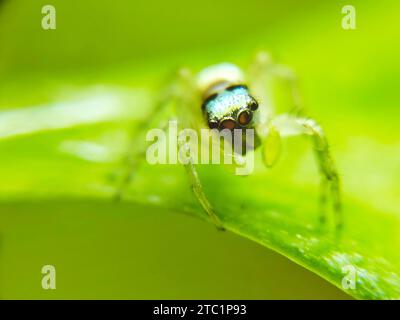 Gros plan de Phintella bandée (phintella vittata) sur feuille verte Banque D'Images