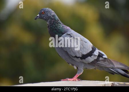 Gros plan de pigeon en zone urbaine Banque D'Images