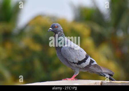 Gros plan de pigeon en zone urbaine Banque D'Images