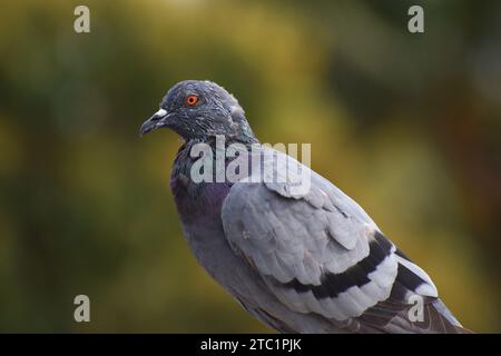 Gros plan de pigeon en zone urbaine Banque D'Images