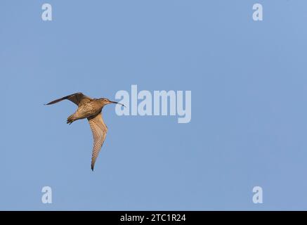 Curlew eurasien (Numenius arquata) aux pays-Bas. Banque D'Images