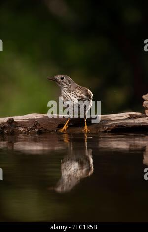 Mistle Grive (Turdus viscivorus) à une piscine dans une forêt en Hongrie au printemps. Banque D'Images