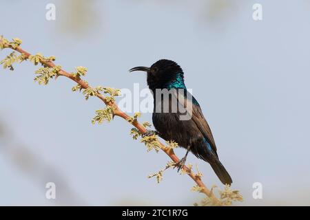 Mâle Palestine sunbird (Cinnyris osea) près d'Eilat, Israël. Banque D'Images