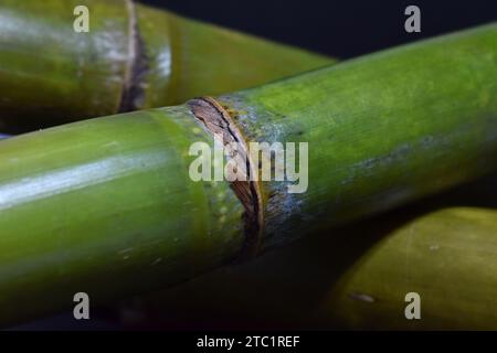 Gros plan de branche ou tronc de canne à sucre verte (Saccharum officinarum) de la famille des Poaceae Banque D'Images