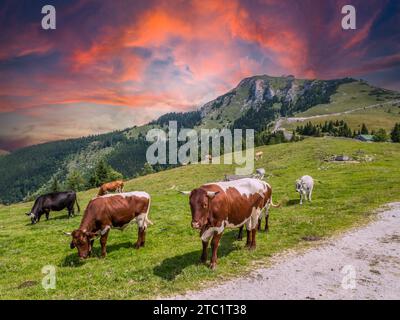 Les vaches paissent dans un pâturage de montagne Banque D'Images