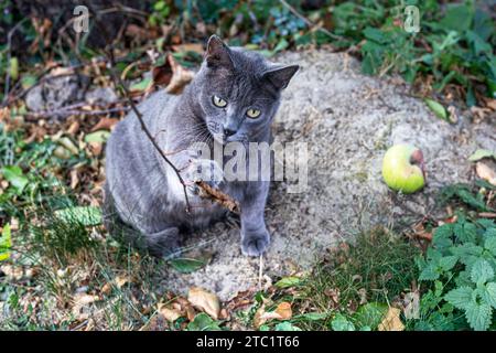 Chat birman bleu américain joue avec une brindille sèche dans le jardin Banque D'Images