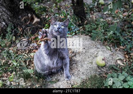 Chat birman bleu américain joue avec une brindille sèche dans le jardin Banque D'Images