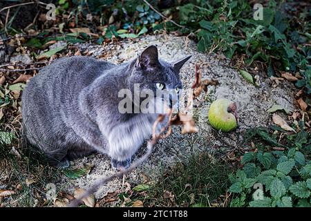 Chat birman bleu américain joue avec une brindille sèche dans le jardin Banque D'Images