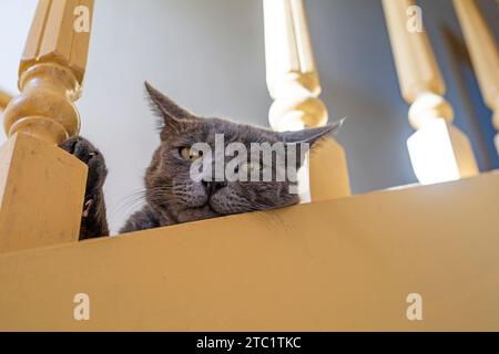 Mignon chat birman américain assis sur un escalier peint en bois Banque D'Images