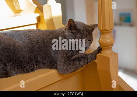 Mignon chat birman américain assis sur un escalier peint en bois Banque D'Images