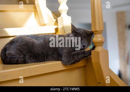 Mignon chat birman américain assis sur un escalier peint en bois Banque D'Images