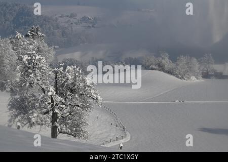 Un paysage hivernal pittoresque avec de grands arbres à feuilles persistantes couverts de neige et un groupe de petites maisons au loin Banque D'Images