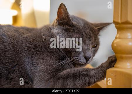 Mignon chat birman américain assis sur un escalier peint en bois Banque D'Images