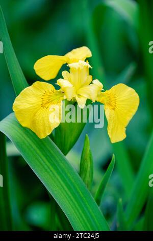 Iris pseudacorus, drapeau jaune, iris jaune, drapeau d'eau, fleurs jaunes au printemps Banque D'Images