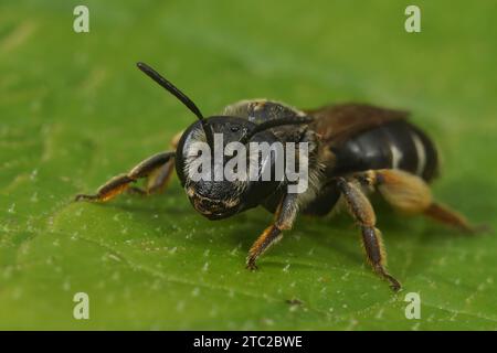 Gros plan naturel sur une femelle de la rare abeille minière de Wilke, Andrena wilkella, spécialiste du trèfle, assise sur une feuille verte Banque D'Images