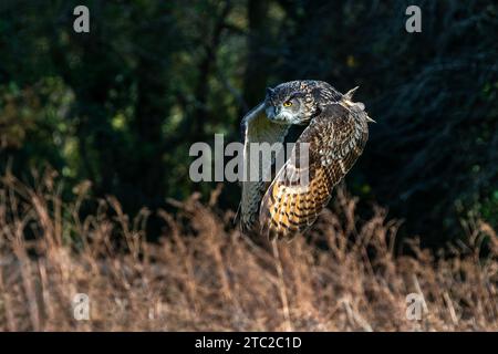 Oiseau de proie aigle-hibou eurasien volant avec ses ailes déployées en vol, image photo stock Banque D'Images