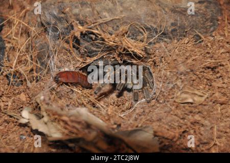 araignée, terrarium, araignée avec poussins, tarentule, tarentules, araignées, arachnides, Theraphosidae Banque D'Images