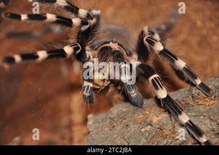 araignée, terrarium, araignée avec poussins, tarentule, tarentules, araignées, arachnides, Theraphosidae Banque D'Images