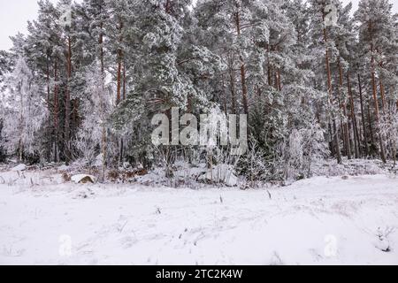 Scène pittoresque de pins recouverts de neige dans une forêt de cerises couverte de gel par une journée d'hiver couverte de nuages. Suède. Banque D'Images