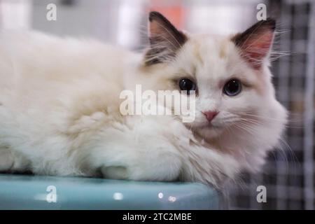 Mignon, petit chat Ragdoll. 3 mois. assis sur la chaise Banque D'Images