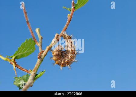 Virgule Butterfly Caterpillar en transition vers Pupa Banque D'Images