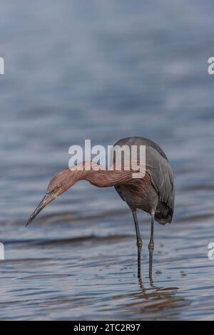 Egret rougeâtre traquant une proie Banque D'Images