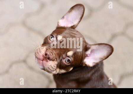 Nouveau chiot Bulldog français Schade Mocca Orange Tan coloré Banque D'Images