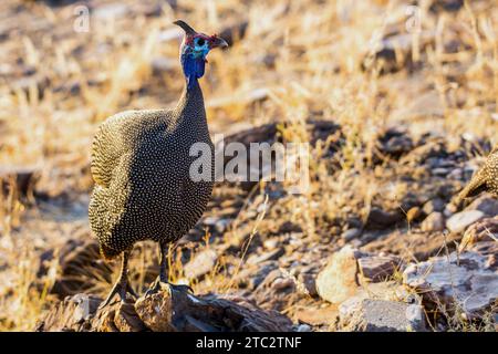 Pintade de Numidie (Numida meleagris) marcher dans l'herbe. Son habitat original a été savannah, les forêts ouvertes et les régions rocheuses en Afrique subsaharienne, mais Banque D'Images