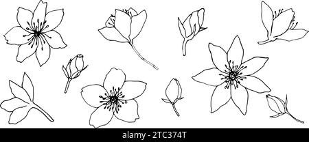 collection de fleurs et de bourgeons de contour de vecteur. Botanique élégante pour la décoration. illustration botanique monochrome de dessin à la main à l'encre pour les arrière-plans Illustration de Vecteur