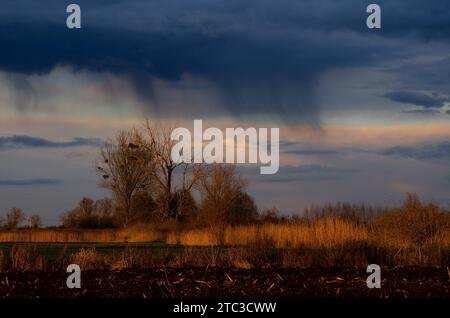 Arbres illuminés par les rayons du soleil couchant. Nuages lourds au-dessus, apportant de la pluie avec eux Banque D'Images