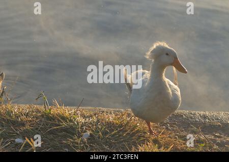 canard blanc unique au bord du lac avec des plumes volantes et un aspect intéressant. Banque D'Images