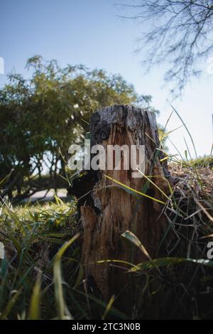 Une souche d'arbre isolée est représentée dans son environnement naturel, coupée en deux et entourée d'herbe verte luxuriante Banque D'Images