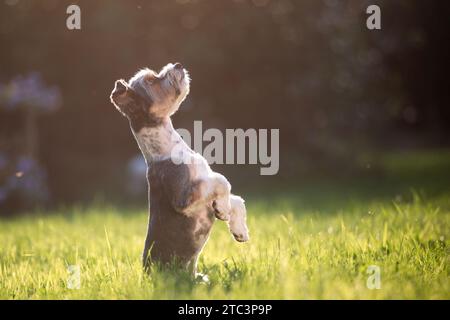 Chien drôle debout sur ses pattes arrière et regardant vers le haut. Mignon terrier est mendiant dans le jardin pendant la journée d'été. Banque D'Images